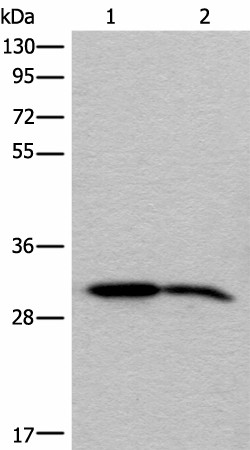 IMPA1 Polyclonal Antibody (E-AB-52592)