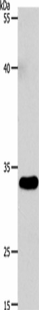 VGLL1 Polyclonal Antibody (E-AB-53198)