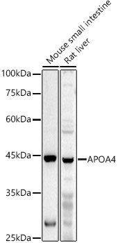 APOA4 Polyclonal Antibody (E-AB-92985)