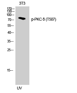 Phospho-PKC delta (Thr507) Polyclonal Antibody (E-AB-20968)