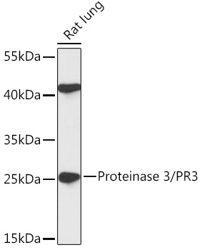 Proteinase 3/PR3 Polyclonal Antibody (E-AB-91805)