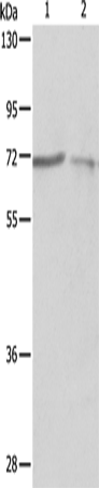 SH-PTP1 Polyclonal Antibody (E-AB-10587)