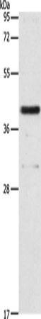 PAFAH2 Polyclonal Antibody (E-AB-16023)