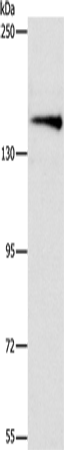 ARHGEF11 Polyclonal Antibody (E-AB-16180)
