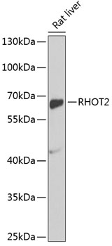RHOT2 Polyclonal Antibody (E-AB-67482)