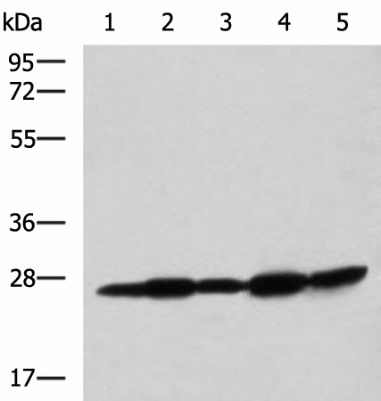 QDPR Polyclonal Antibody (E-AB-52713)