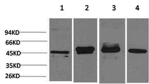 GAP43 Monoclonal Antibody (E-AB-22109)