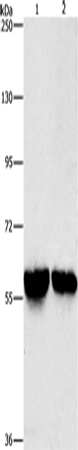 ALDH8A1 Polyclonal Antibody (E-AB-14538)