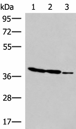 GIMAP2 Polyclonal Antibody (E-AB-52899)
