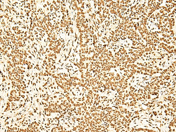 ILF3 Polyclonal Antibody (E-AB-18909)