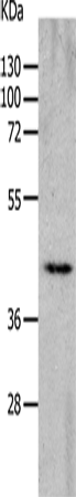 CHRNA7 Polyclonal Antibody (E-AB-12583)