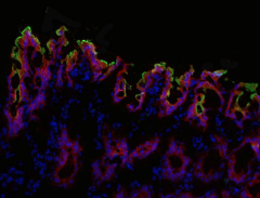 Purified anti-mouse Lypd8 Antibody (152902)