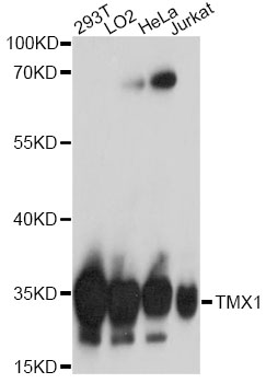 TMX1 Polyclonal Antibody (E-AB-91734)