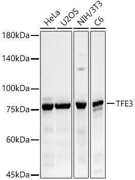 TFE3 Polyclonal Antibody (E-AB-92815)