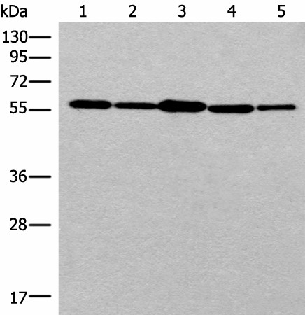 RAD23B Polyclonal Antibody (E-AB-52631)