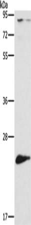 ATG10 Polyclonal Antibody (E-AB-10812)