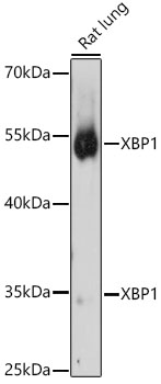 XBP1 Polyclonal Antibody (E-AB-68333)