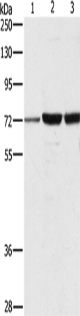 DOK1 Polyclonal Antibody (E-AB-14048)