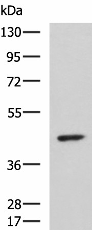 ARPC1B Polyclonal Antibody (E-AB-19260)