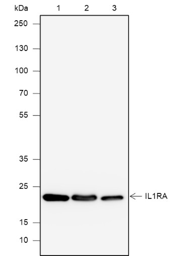 Recombinant IL-1RA Monoclonal Antibody (AN301912L)