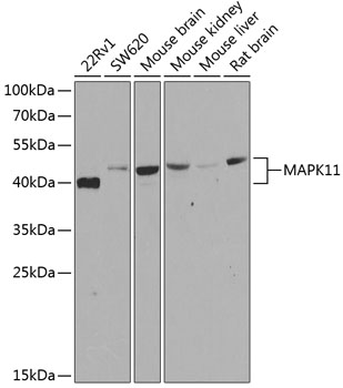 MAPK11 Polyclonal Antibody (E-AB-62182)