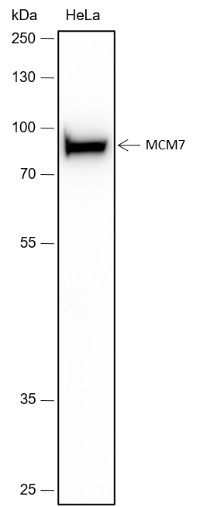 Recombinant MCM7 Monoclonal Antibody (AN301748L)
