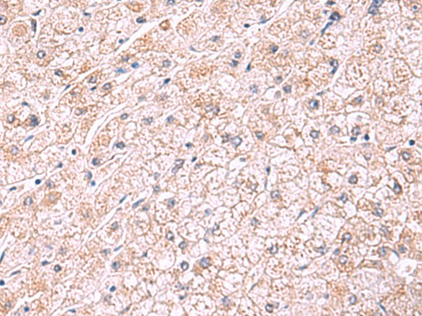 PDRG1 Polyclonal Antibody (E-AB-18771)