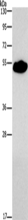 SMAD9 Polyclonal Antibody (E-AB-16251)
