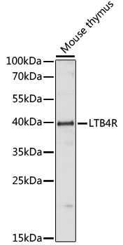 LTB4R Polyclonal Antibody (E-AB-66402)