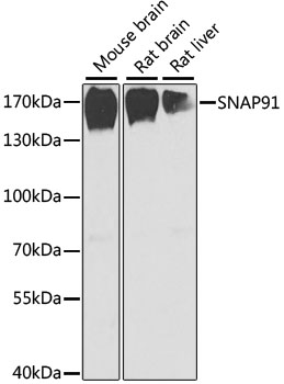 SNAP91 Polyclonal Antibody (E-AB-61338)