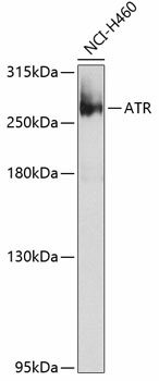 ATR Polyclonal Antibody (E-AB-93396)