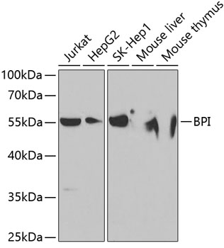 BPI Polyclonal Antibody (E-AB-60907)