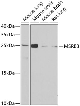 MSRB3 Polyclonal Antibody (E-AB-63226)