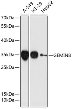 GEMIN8 Polyclonal Antibody (E-AB-64802)