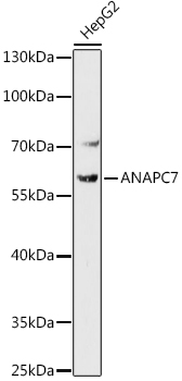 ANAPC7 Polyclonal Antibody (E-AB-92058)