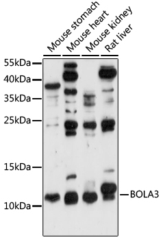 BOLA3 Polyclonal Antibody (E-AB-91394)