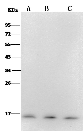PFDN1/Prefoldin subunit 1 Monoclonal Antibody (AN200147P)