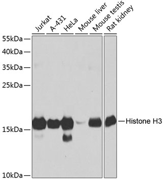 Histone H3 Polyclonal Antibody (E-AB-67435)
