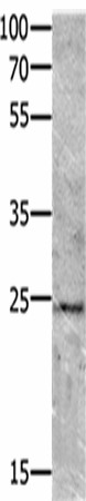 VEGFB Polyclonal Antibody (E-AB-53196)