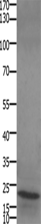 STMN2/3/4 Polyclonal Antibody (E-AB-15748)