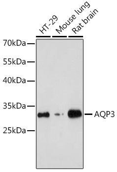 AQP3 Polyclonal Antibody (E-AB-63731)