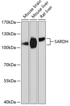 SARDH Polyclonal Antibody (E-AB-65631)