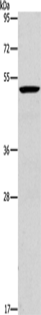 PLIN2 Polyclonal Antibody (E-AB-16258)