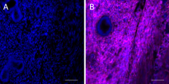 Alexa Fluor® 647 anti-TGM2 Antibody (641355)