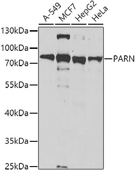 PARN Polyclonal Antibody (E-AB-61418)
