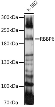 RBBP6 Polyclonal Antibody (E-AB-90950)