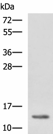 HBZ Polyclonal Antibody (E-AB-53039)