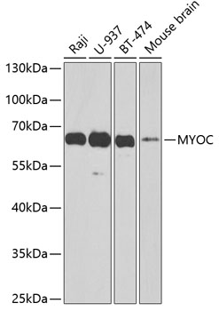 MYOC Polyclonal Antibody (E-AB-60358)