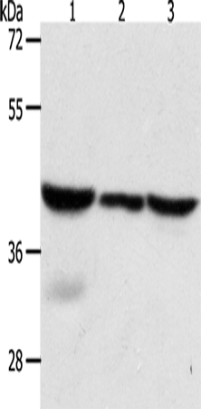 CAPG Polyclonal Antibody (E-AB-14485)