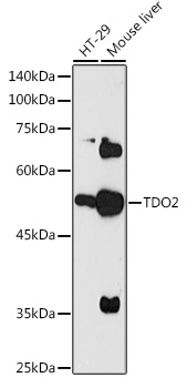 TDO2 Polyclonal Antibody (E-AB-90600)